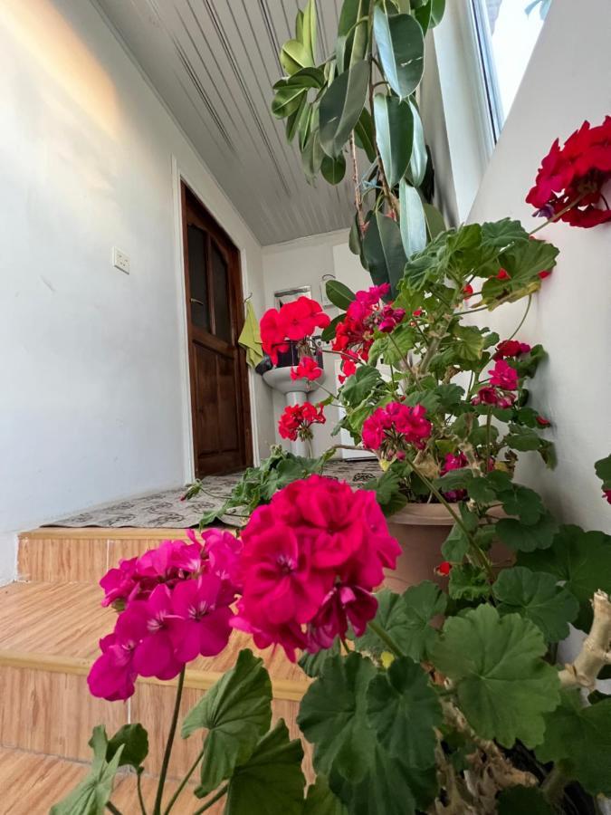 Qafqaz Resort Family House Gabala Eksteriør bilde